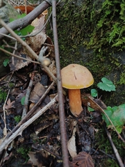 Basidiomycota