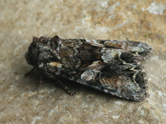Lacanobia contigua
