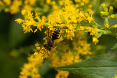 Cnemidandrena