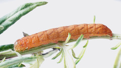 Lacanobia contigua