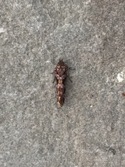 Aristotelia roseosuffusella