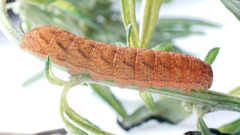 Lacanobia contigua