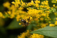 Cnemidandrena