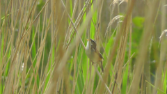 Acrocephalus schoenobaenus