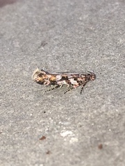 Aristotelia roseosuffusella