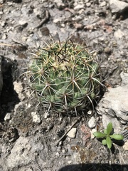 Coryphantha pallida