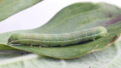 Lacanobia contigua