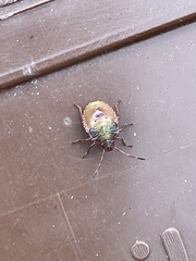 Acanthosoma haemorrhoidale