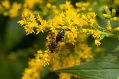 Cnemidandrena
