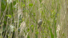 Acrocephalus schoenobaenus