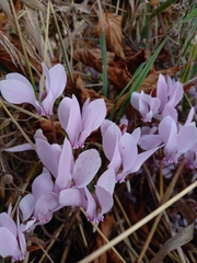 Cyclamen hederifolium