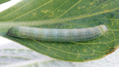 Lacanobia contigua