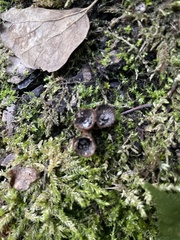 Cyathus striatus