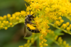 Callandrena