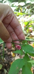 Euonymus verrucosus
