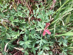 Geranium viscosissimum