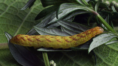 Lacanobia contigua