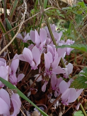 Cyclamen hederifolium