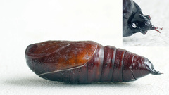 Lacanobia contigua