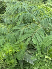 Leucaena leucocephala