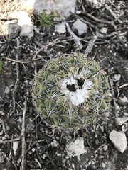 Coryphantha pallida