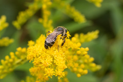 Callandrena