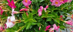 Mandevilla sanderi