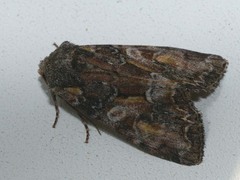 Lacanobia contigua