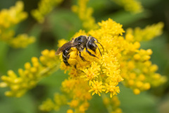 Callandrena