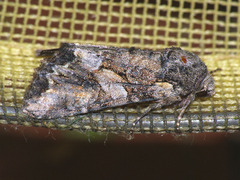 Lacanobia contigua