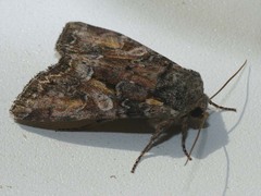 Lacanobia contigua