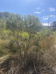 Baccharis pilularis