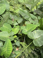 Xanthosoma robustum