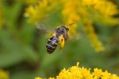 Callandrena