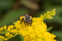 Callandrena