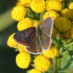 Lycaena tityrus