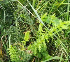 Filipendula vulgaris