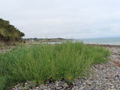 Atriplex prostrata