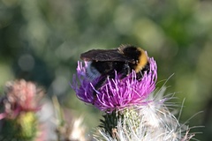Bombus vestalis