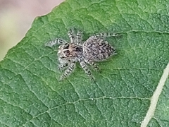 Philaeus chrysops