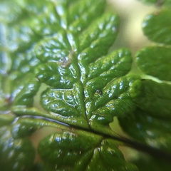 Aleuritopteris krameri