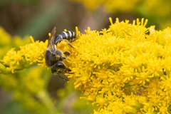 Colletes simulans armatus