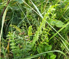Filipendula vulgaris