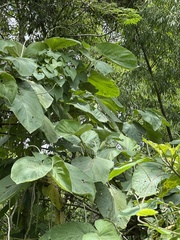 Piper auritum