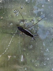 Gerris lacustris
