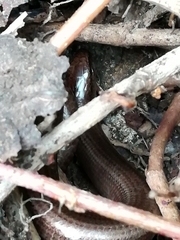 Anguis fragilis