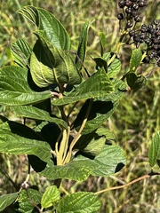 Ceanothus americanus