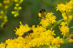 Protandrena andrenoides