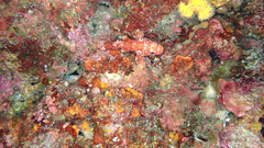 Scorpaena maderensis