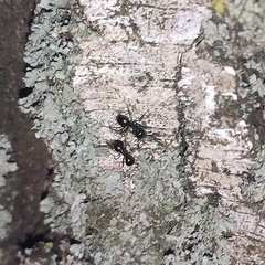 Lasius fuliginosus